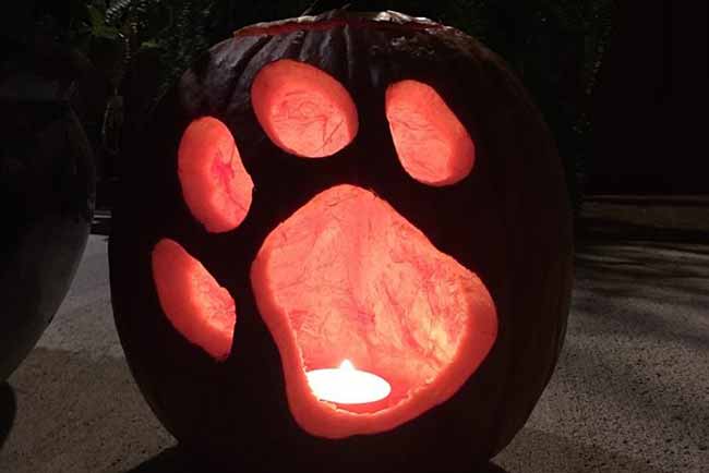 A large paw print is carved into this pumpkin, and a candle makes it glow warmly in the dark. It's a great pumpkin carving for any dog or cat lover.